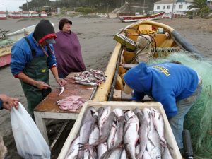 pescadores pichilemu