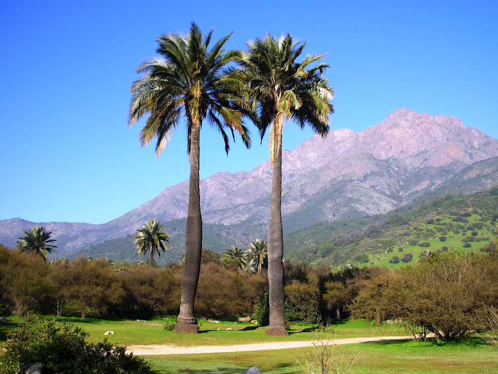 palma chilena