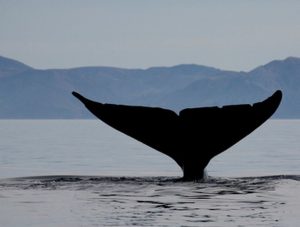 Blue Whale in the Pacific Ocean