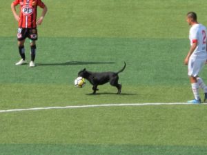 perro robo pelota