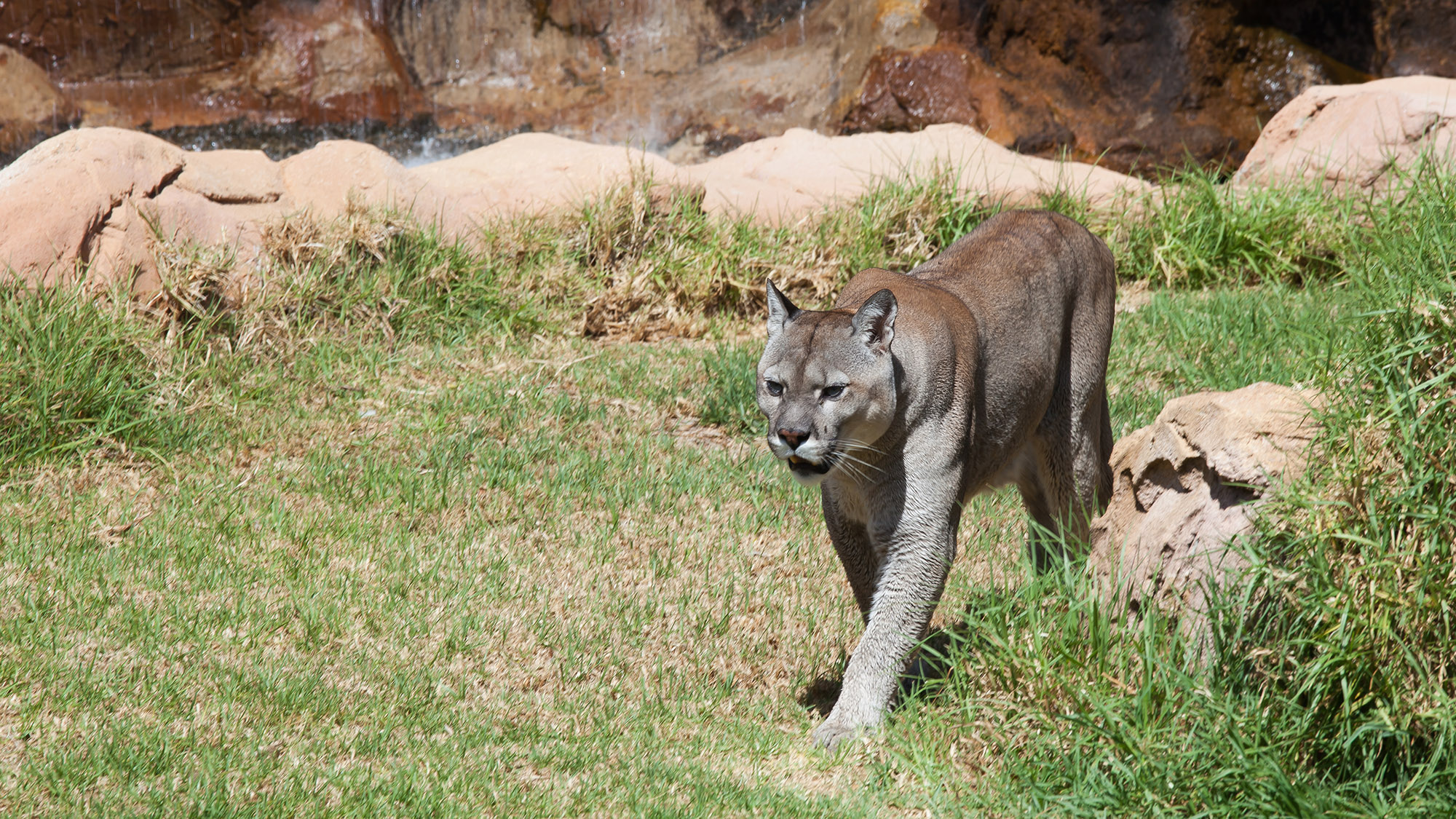 Puma Panilonco