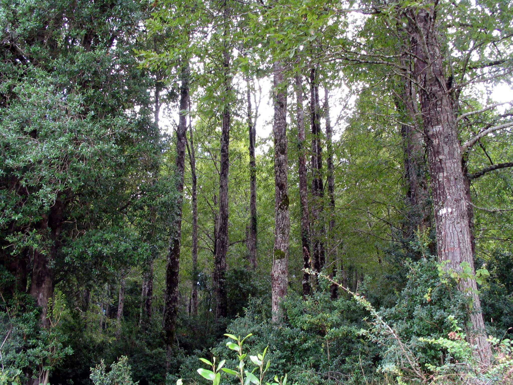 bosque nativo