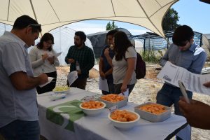 Degustación y evaluación de melones 2