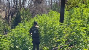 plantas de marihuana 2