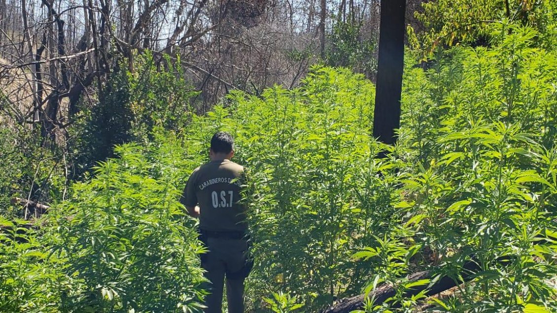 plantas de marihuana 2