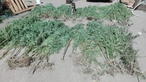 plantas de marihuana
