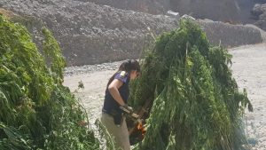 marihuana