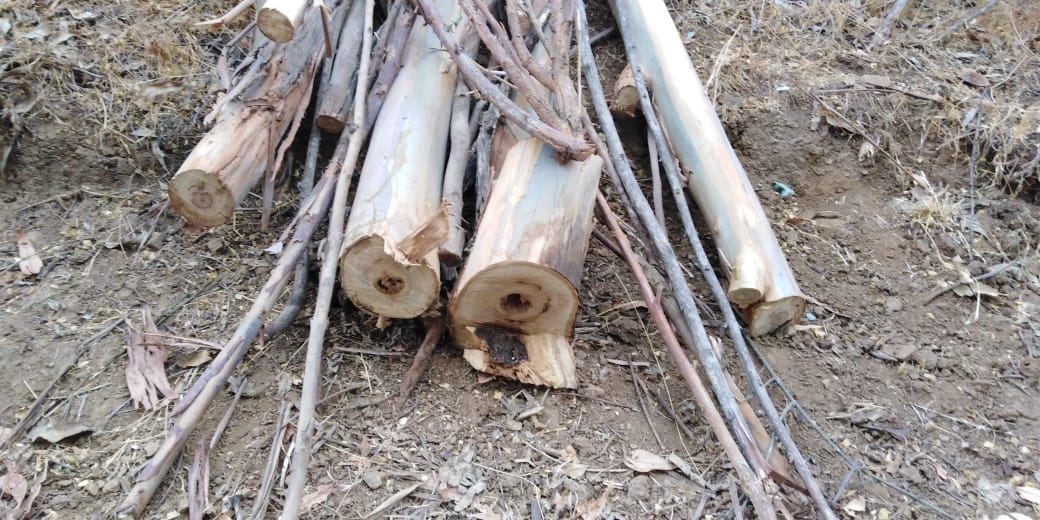 robo de madera