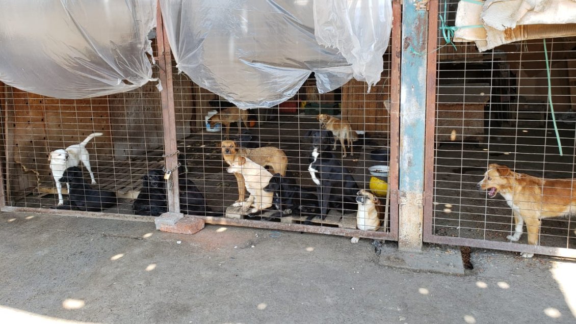 perros atrapados