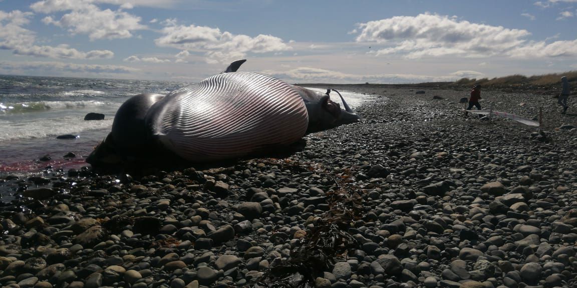 ballena magallanes