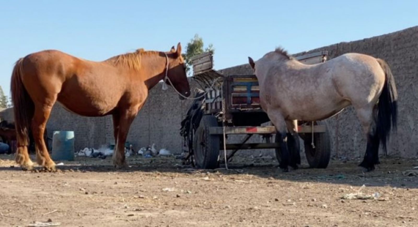 caballos robados en pichidegua