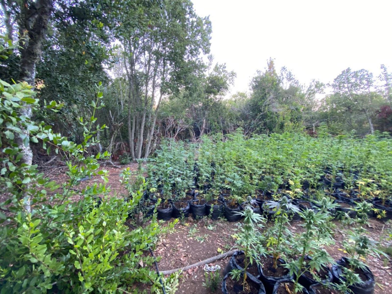 plantación en chimbarongo