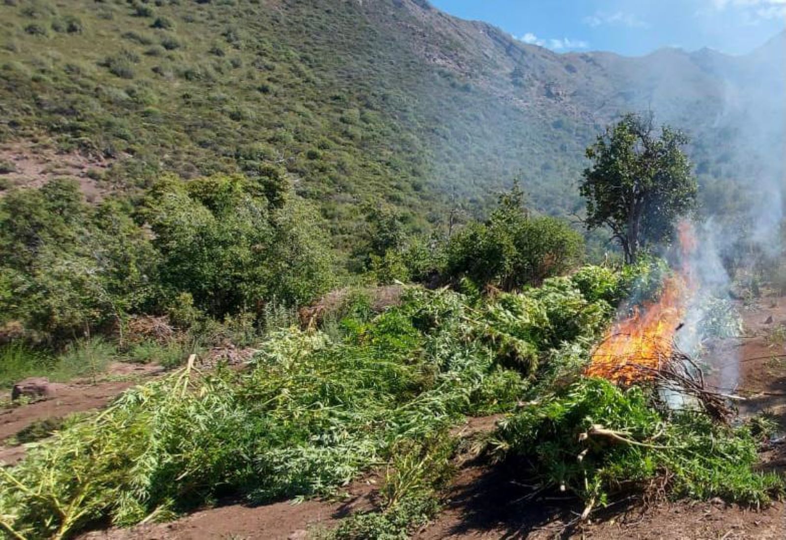 quema plantación de cannabis