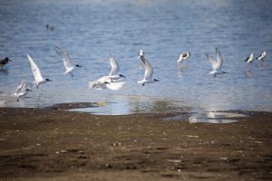 aves silvestres