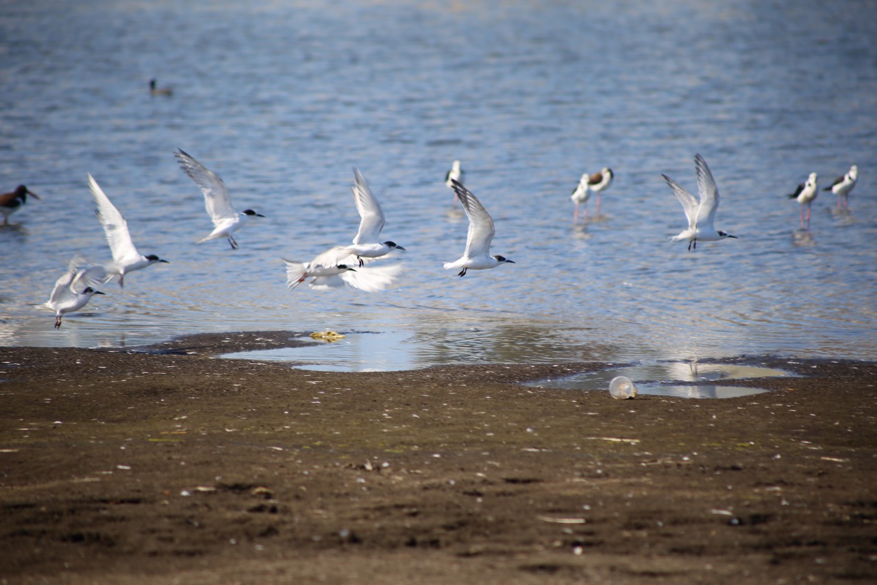 aves silvestres